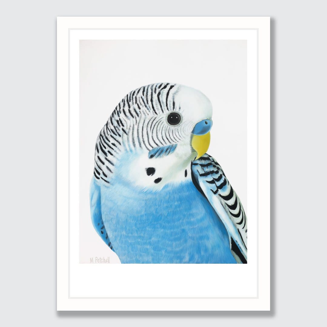 Wilbur Budgie Art Print by Margaret Petchell