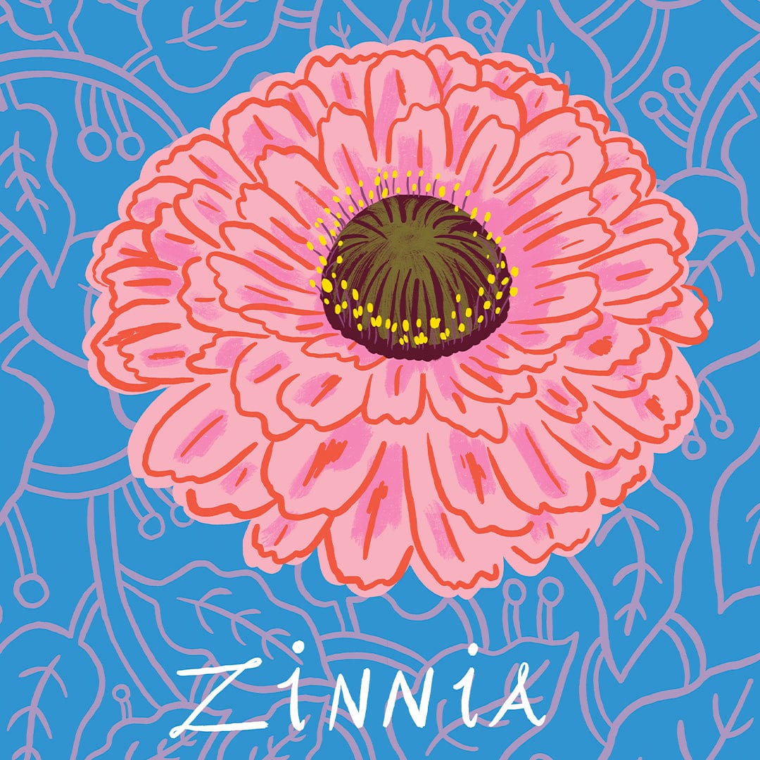 Zinnia Art Print by Crissie Rodda