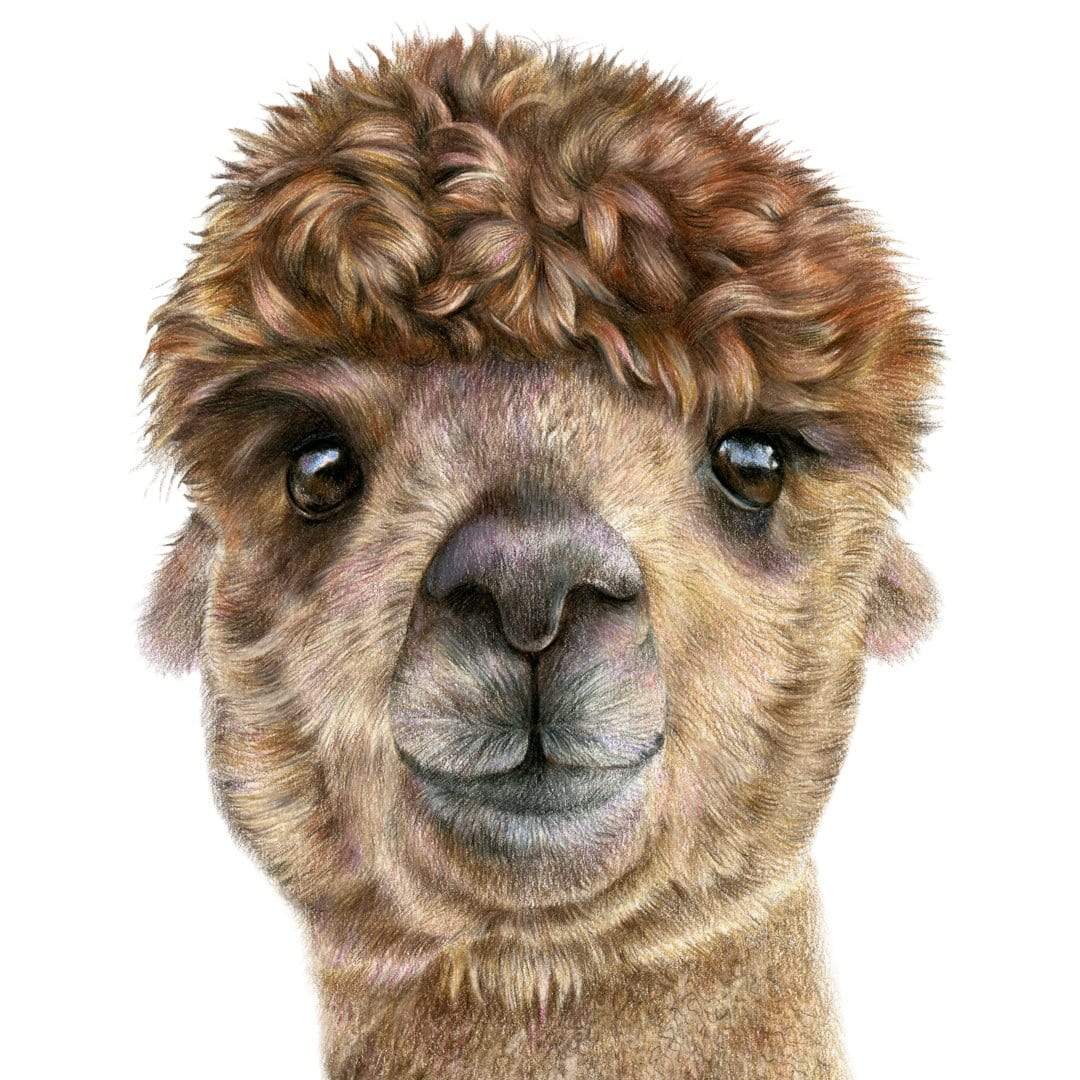 Alpaca Art Print by Olivia Bezett