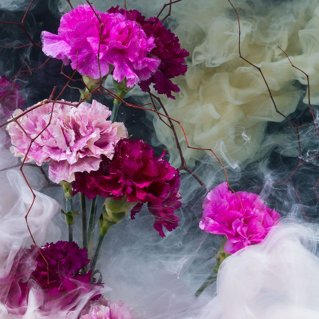 Carnations Photographic Print by Georgie Malyon