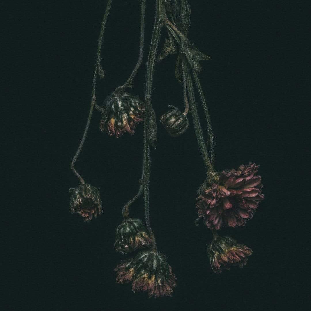 Chrysanthemum Photographic Print by Maegan McDowell