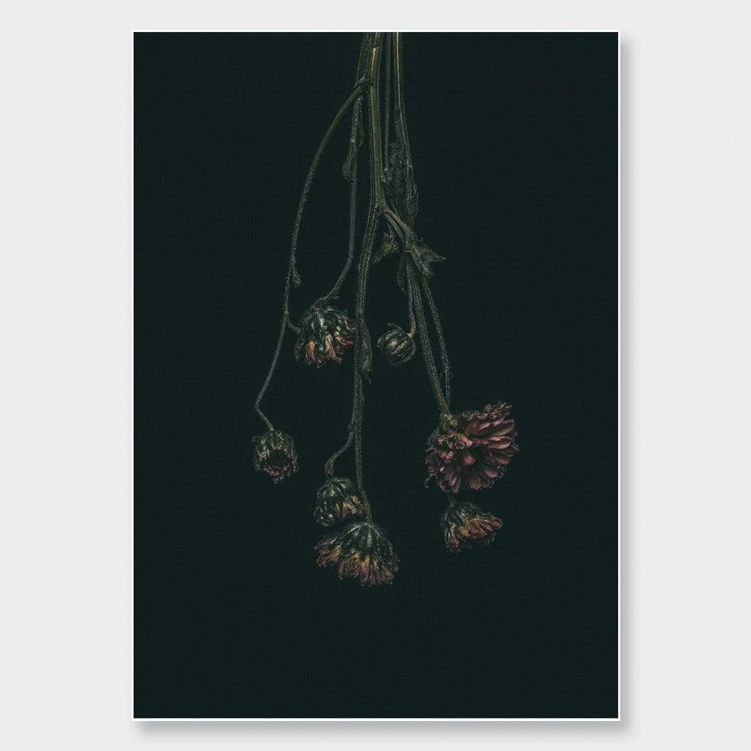 Chrysanthemum Photographic Print by Maegan McDowell