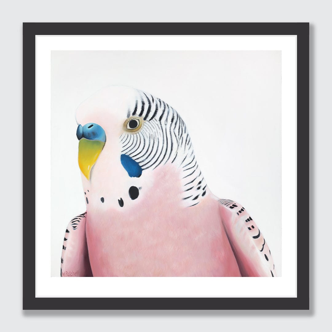 Claris Budgie Art Print by Margaret Petchell
