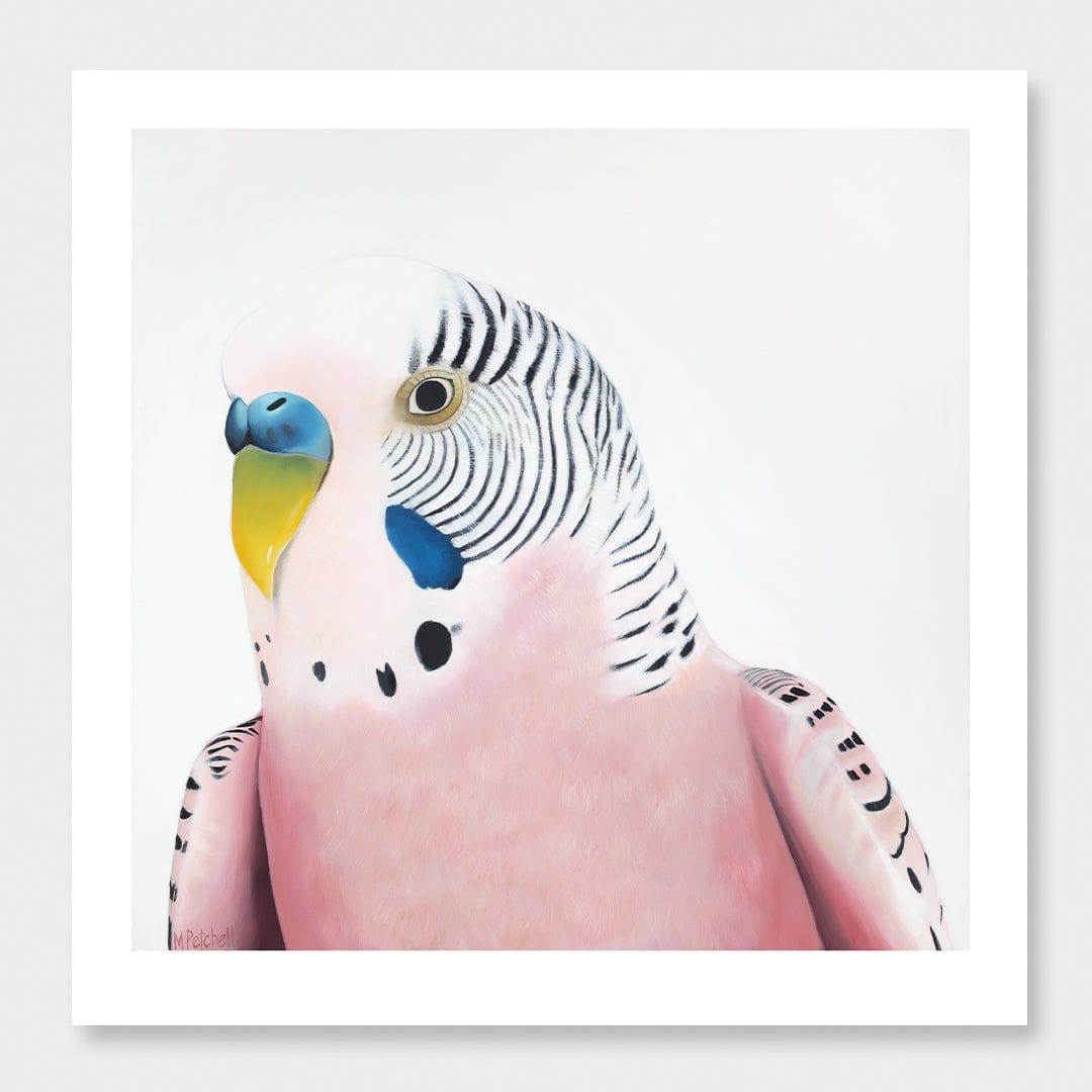 Claris Budgie Art Print by Margaret Petchell
