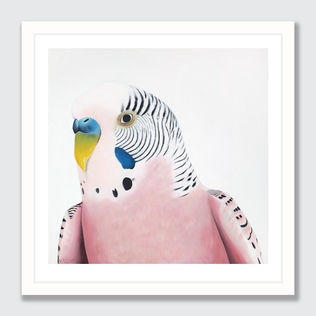 Claris Budgie Art Print by Margaret Petchell