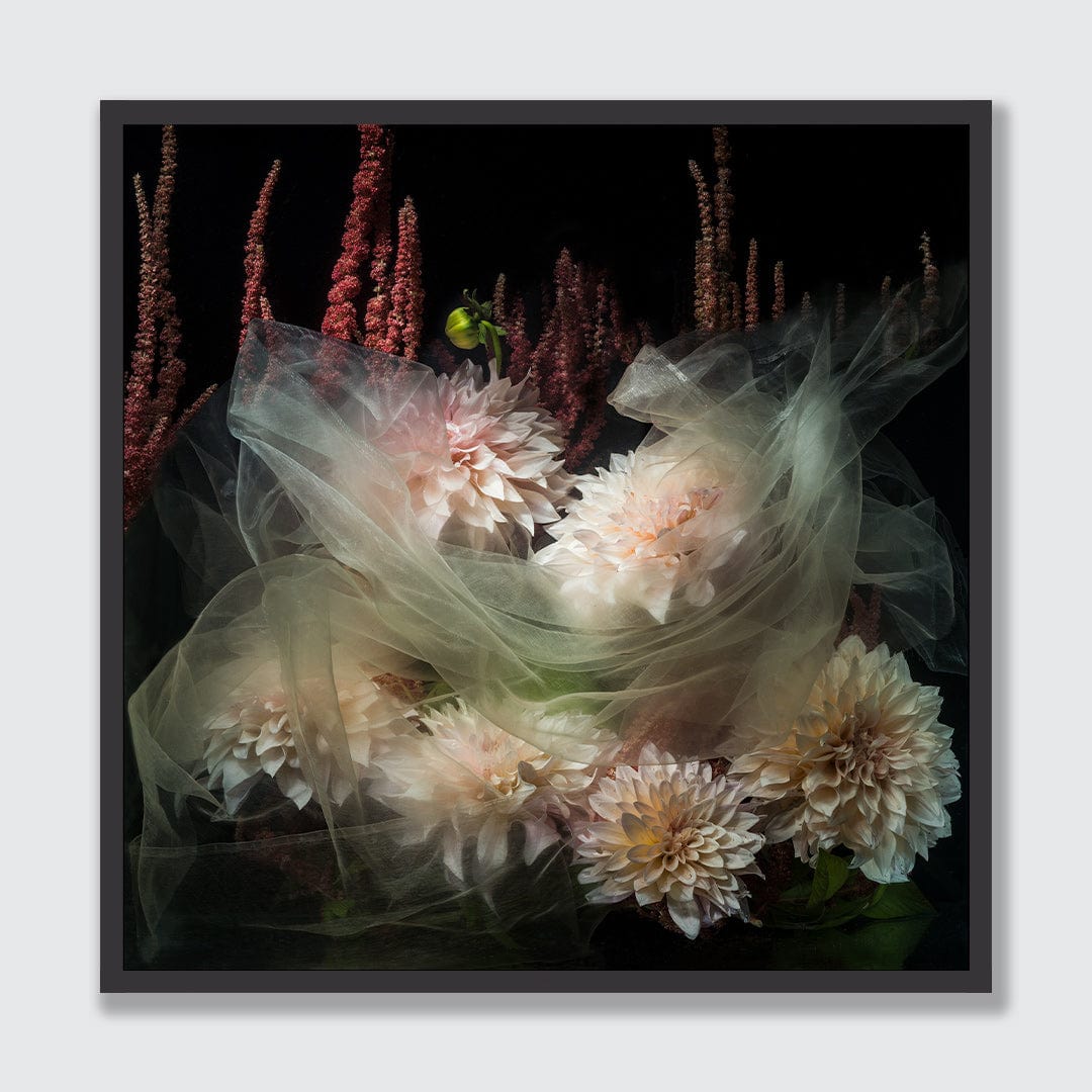 Cloaked Dahlias Photographic Print by Georgie Malyon