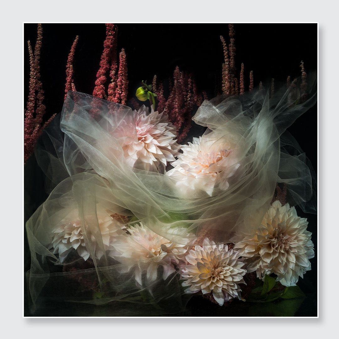 Cloaked Dahlias Photographic Print by Georgie Malyon