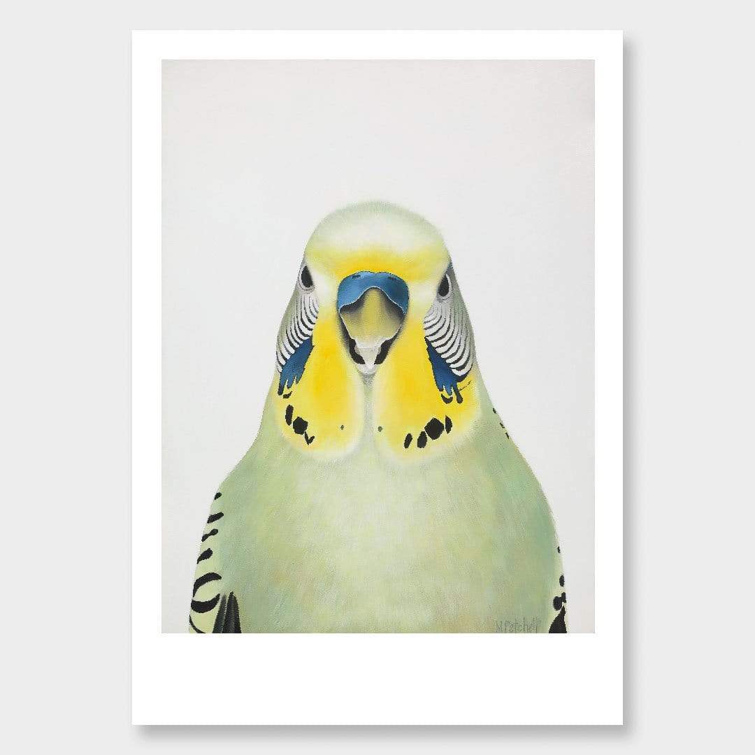 Cyril Budgie Art Print by Margaret Petchell