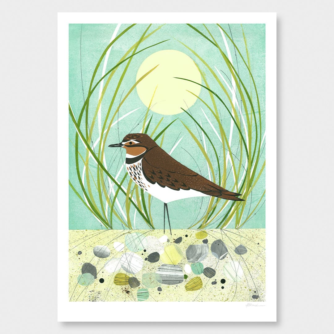 Dotterel Art Print by Holly Roach