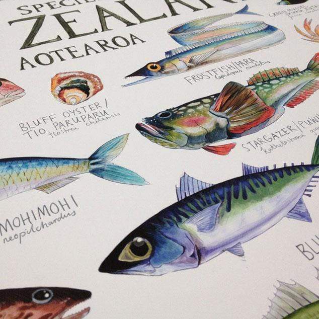 Fish Species of New Zealand Poster by Giselle Clarkson