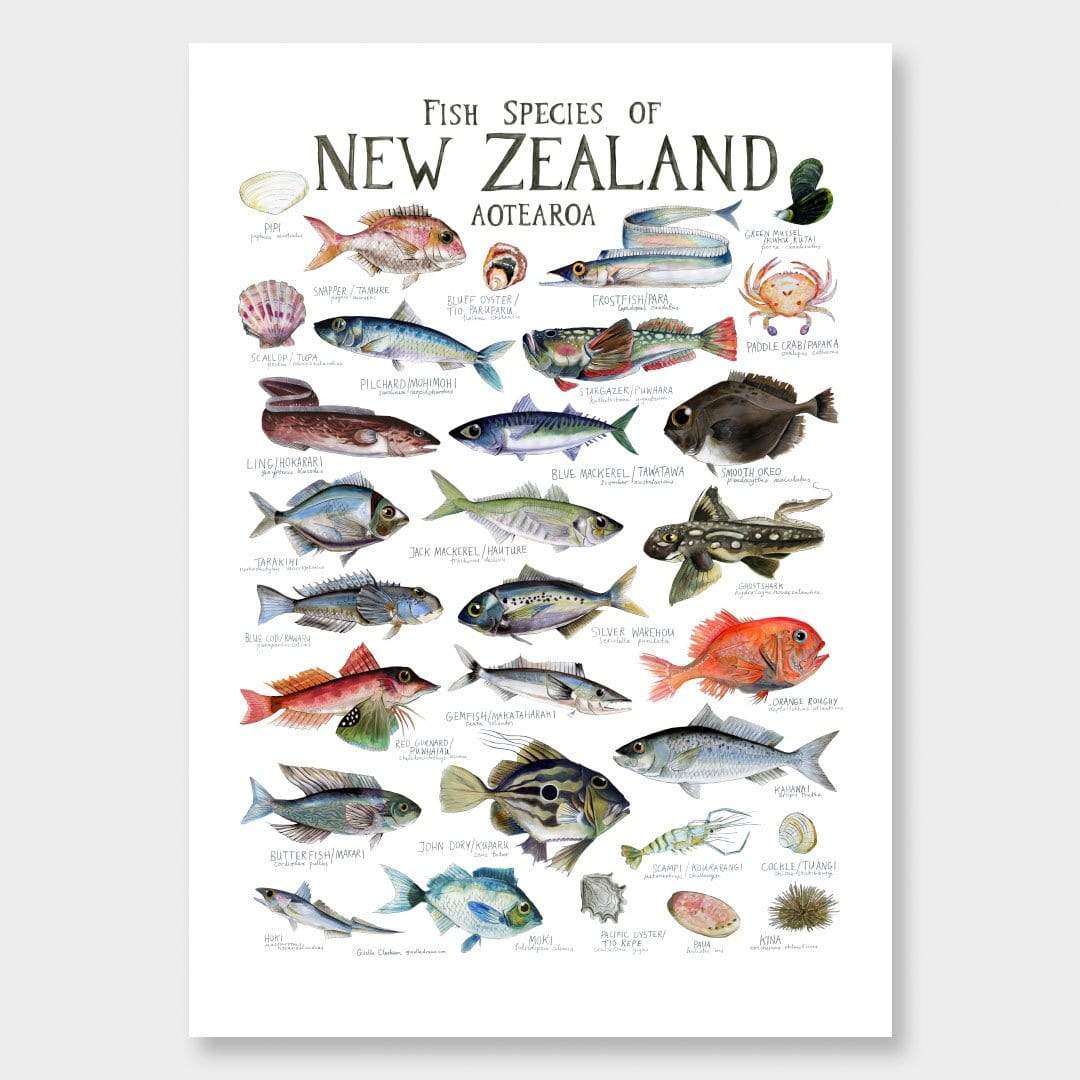 Fish Species of New Zealand Poster by Giselle Clarkson