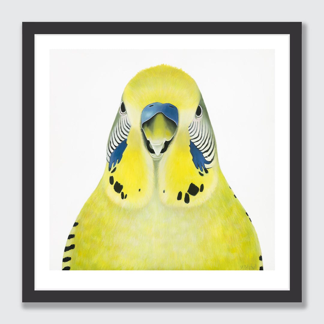 Gladys Budgie Art Print by Margaret Petchell