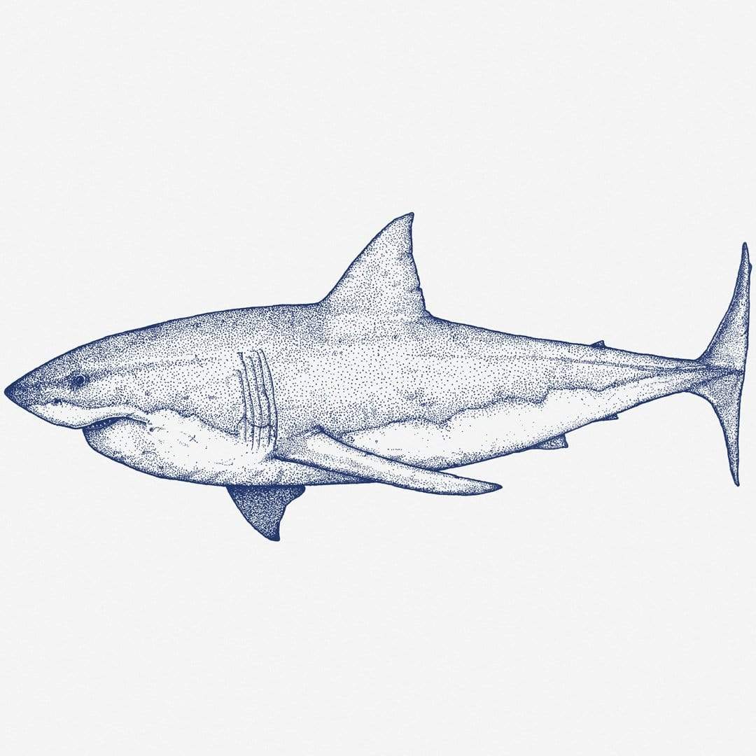 Great White Shark Landscape Art Print by Nathan Miller