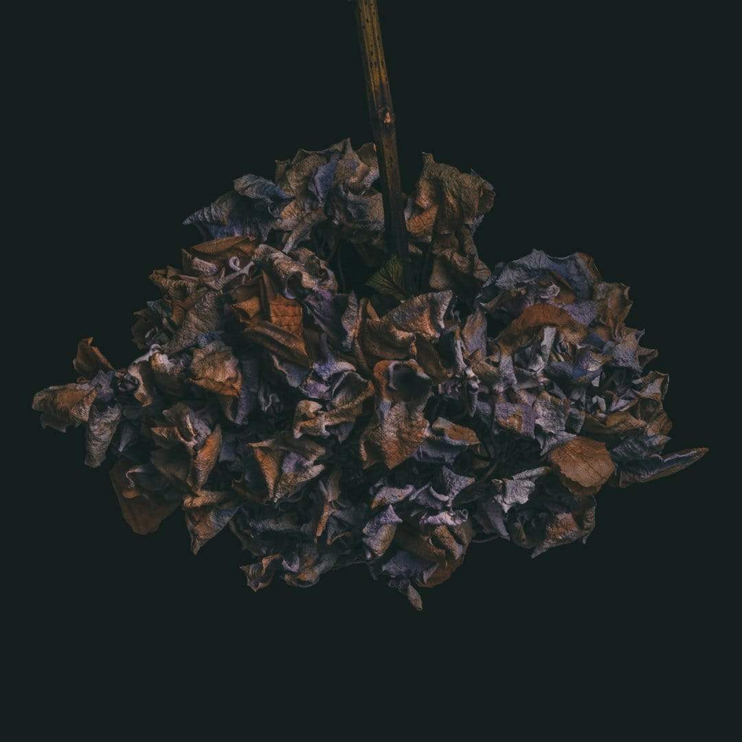 Hydrangeas Photographic Print by Maegan McDowell