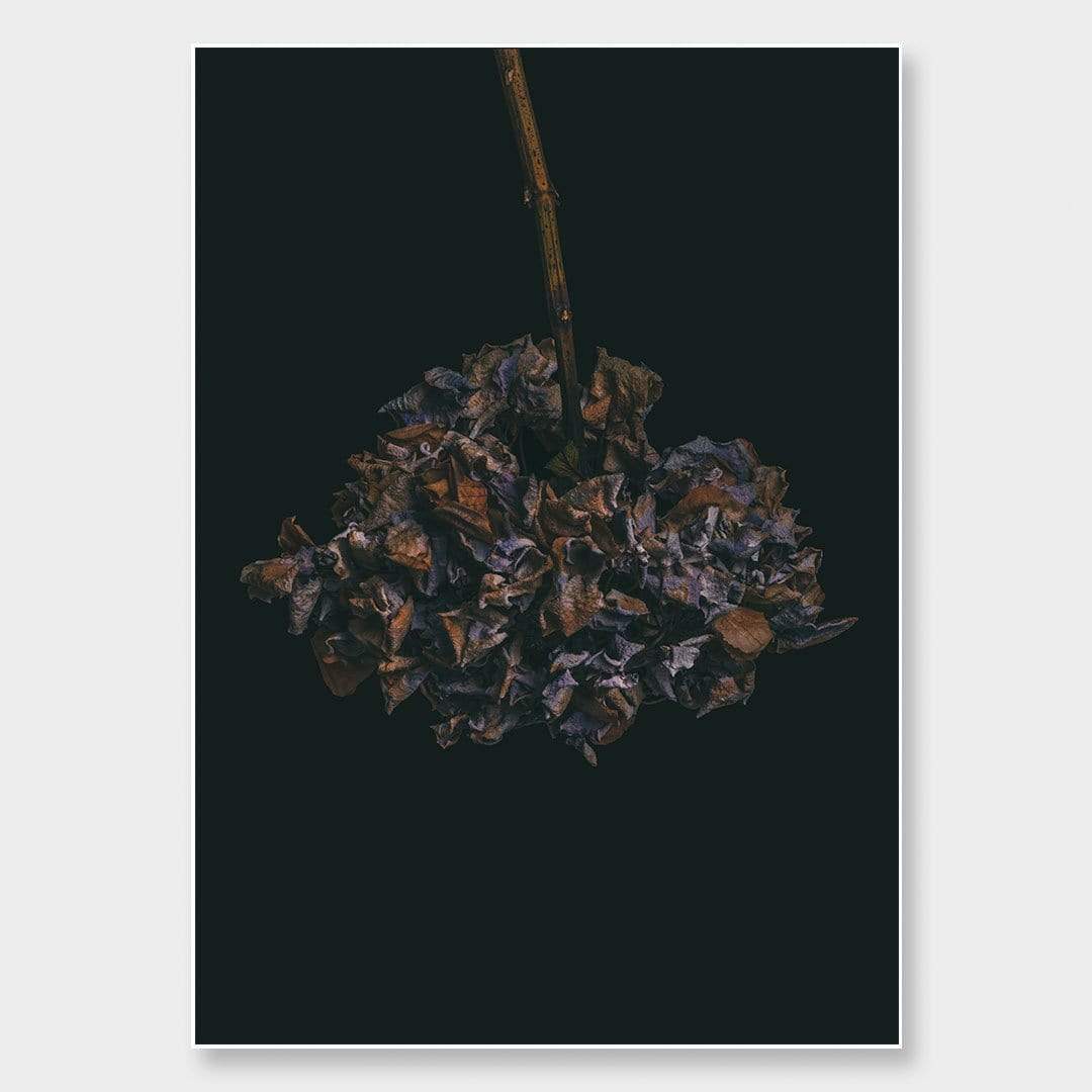 Hydrangeas Photographic Print by Maegan McDowell