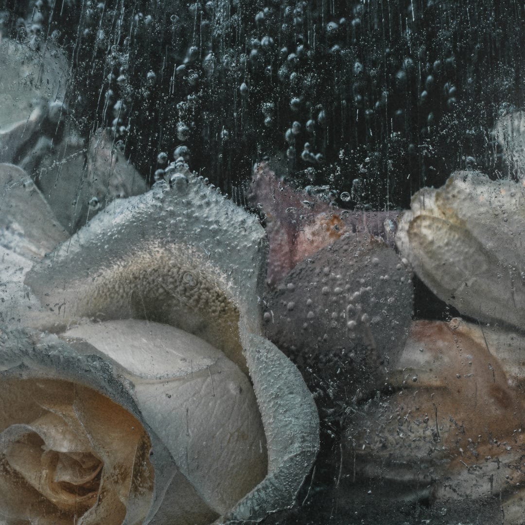 SALE // Ice Flower III Photographic Print by Maegan McDowell