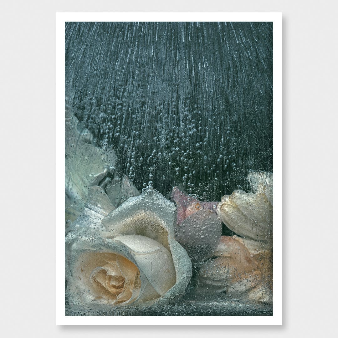 Ice Flower III Photographic Print by Maegan McDowell