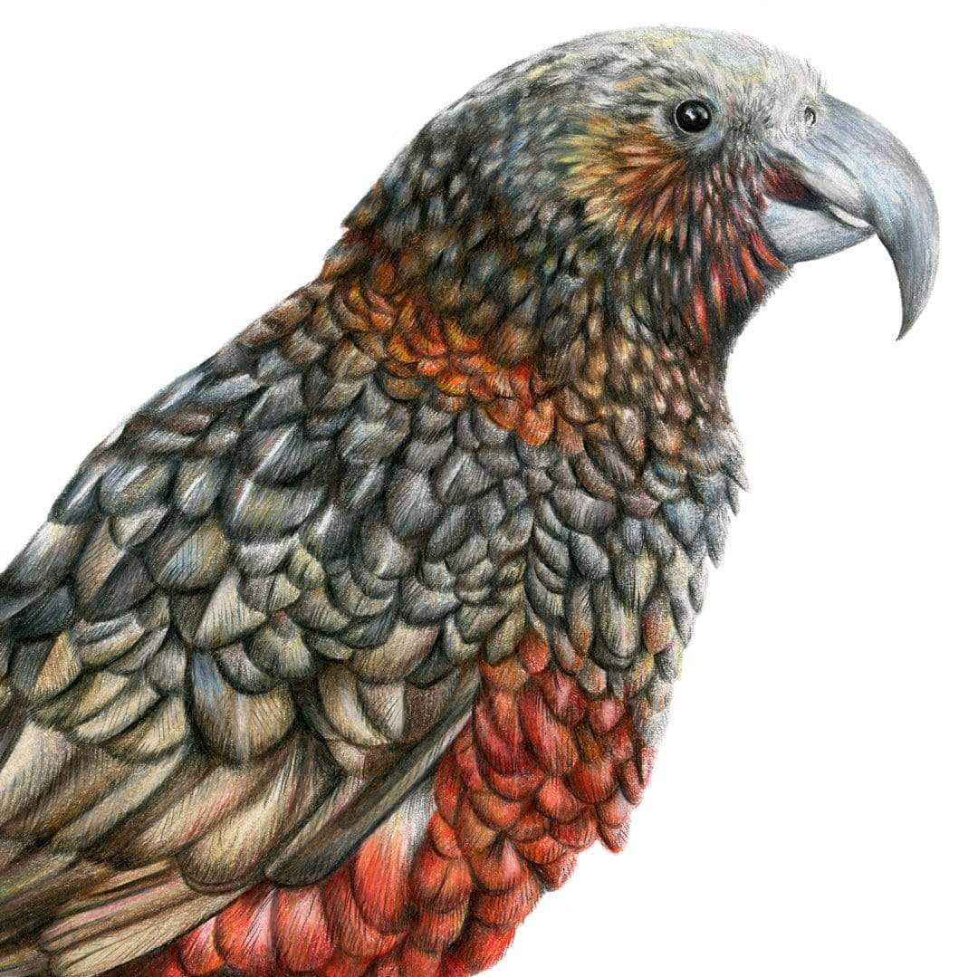 Kaka Art Print by Olivia Bezett