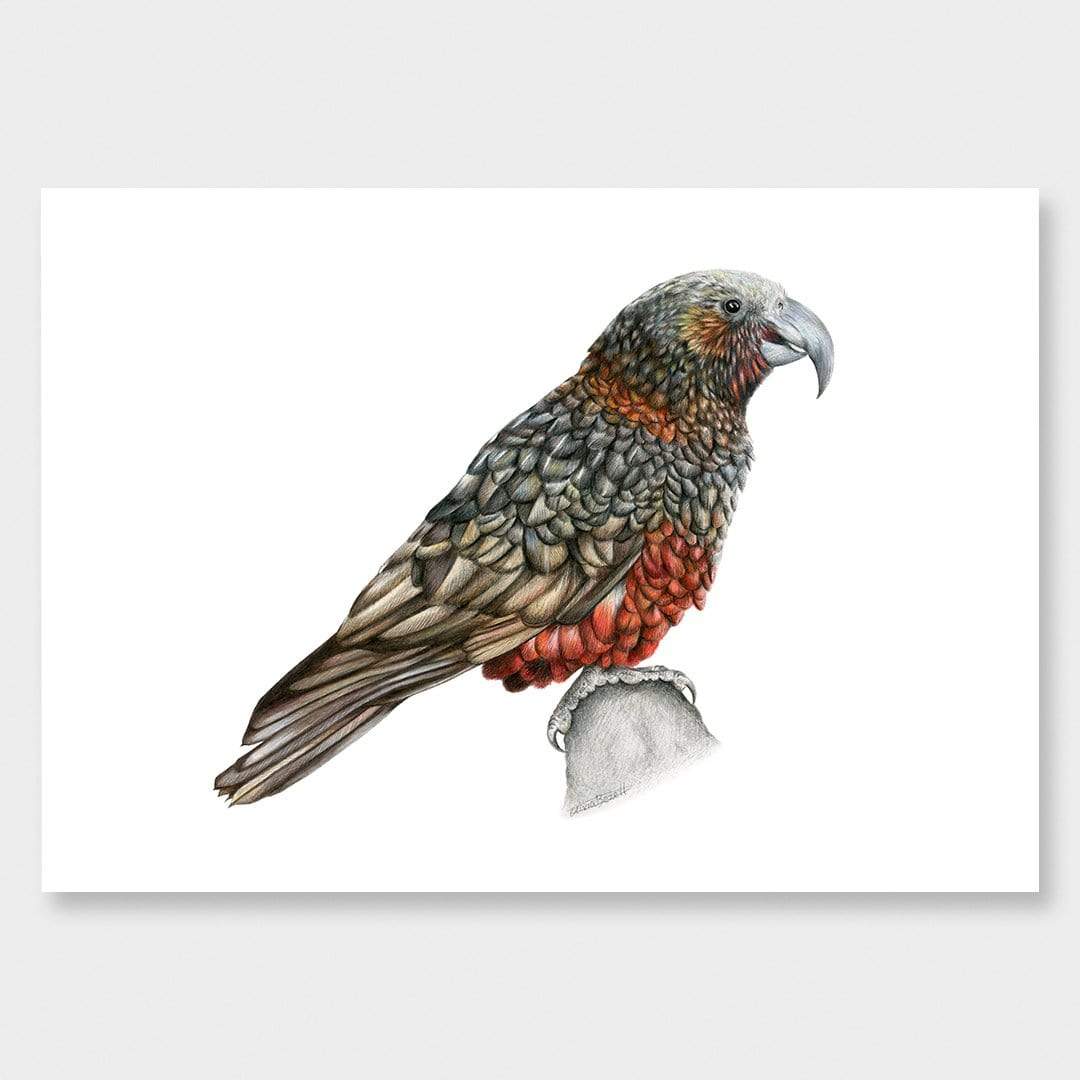 Kaka Art Print by Olivia Bezett