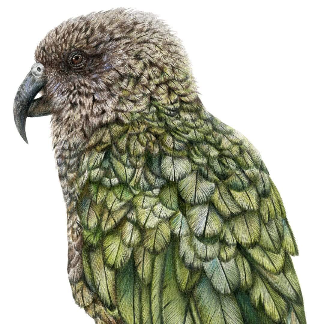 Kea Art Print by Olivia Bezett