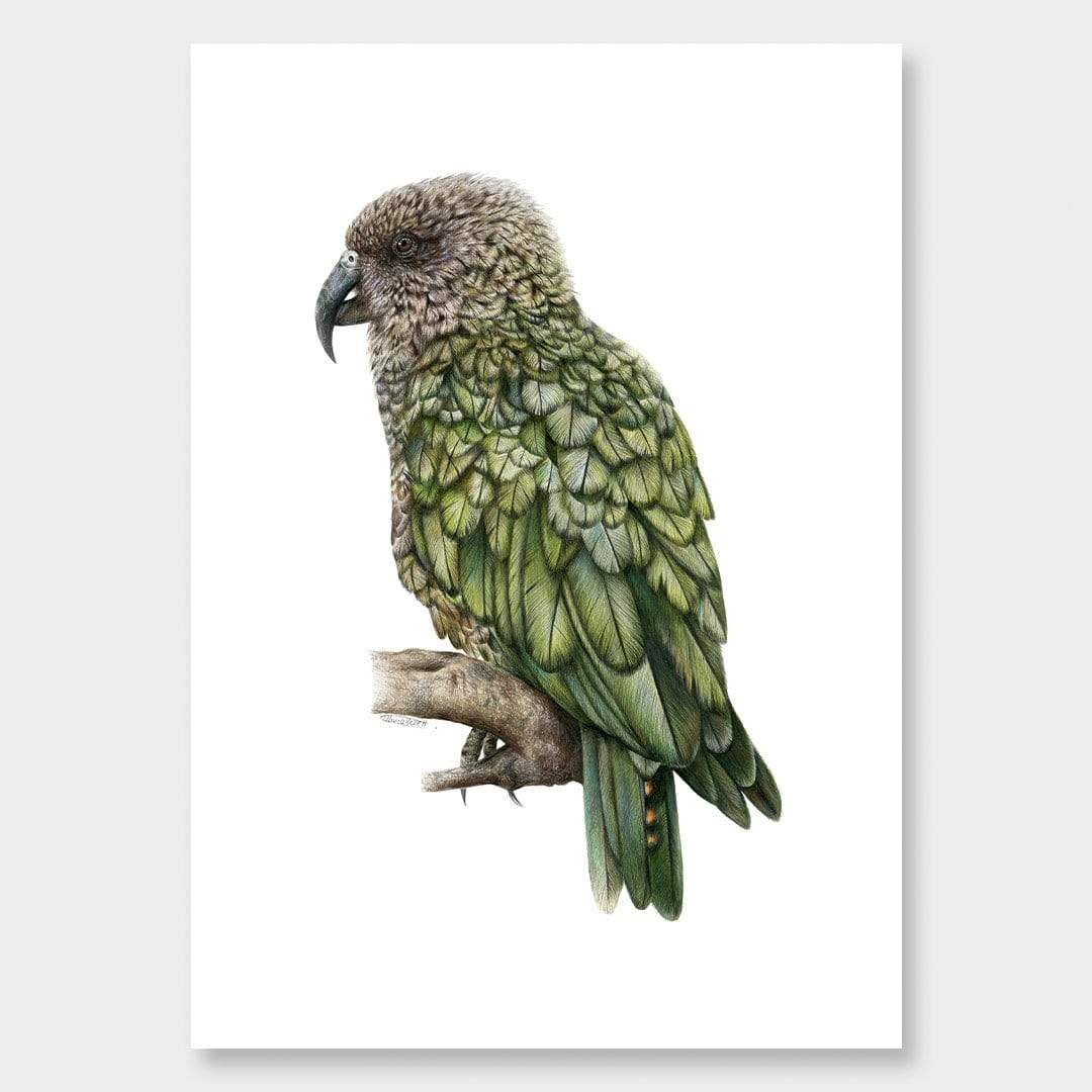 Kea Art Print by Olivia Bezett