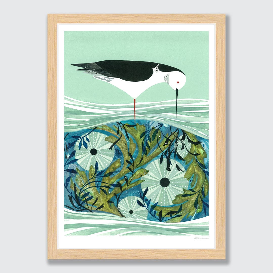 Kina and Pied Stilt Art Print by Holly Roach