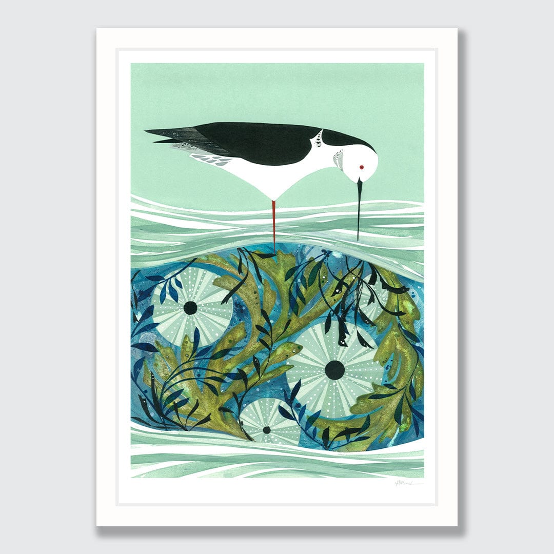 Kina and Pied Stilt Art Print by Holly Roach