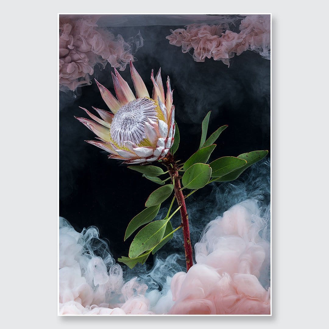 King Protea Photographic Print by Georgie Malyon