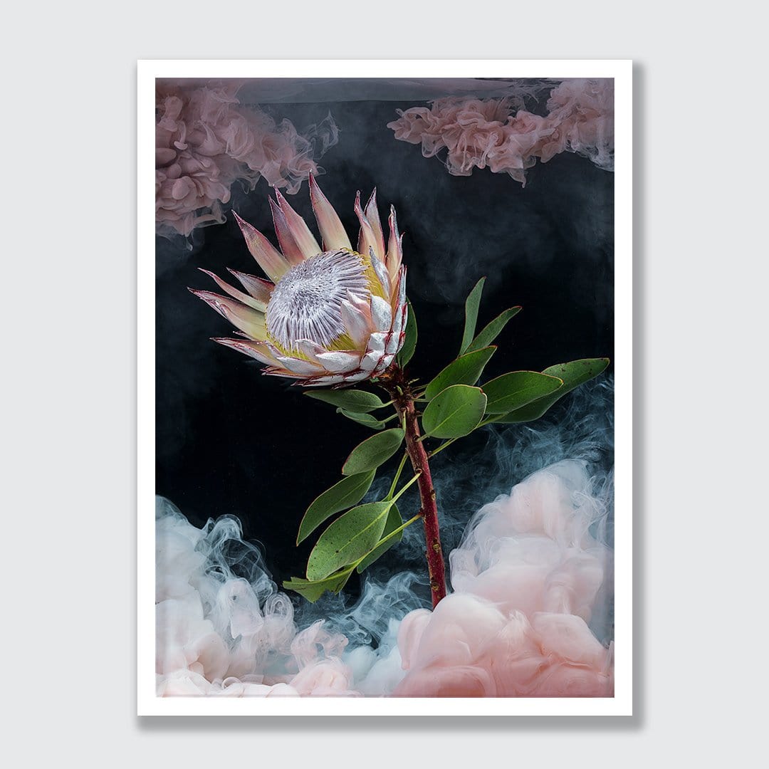 King Protea Photographic Print by Georgie Malyon