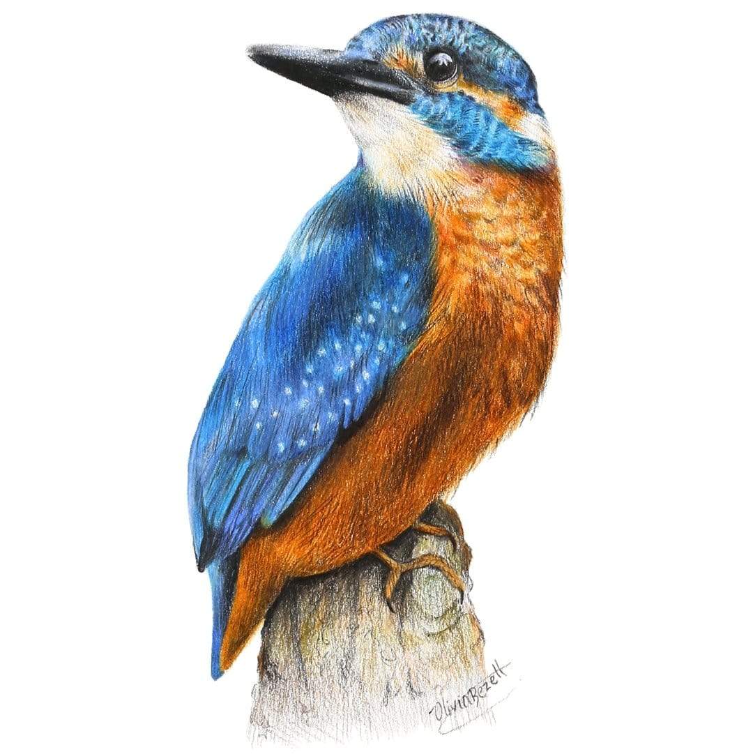 Kingfisher Art Print by Olivia Bezett