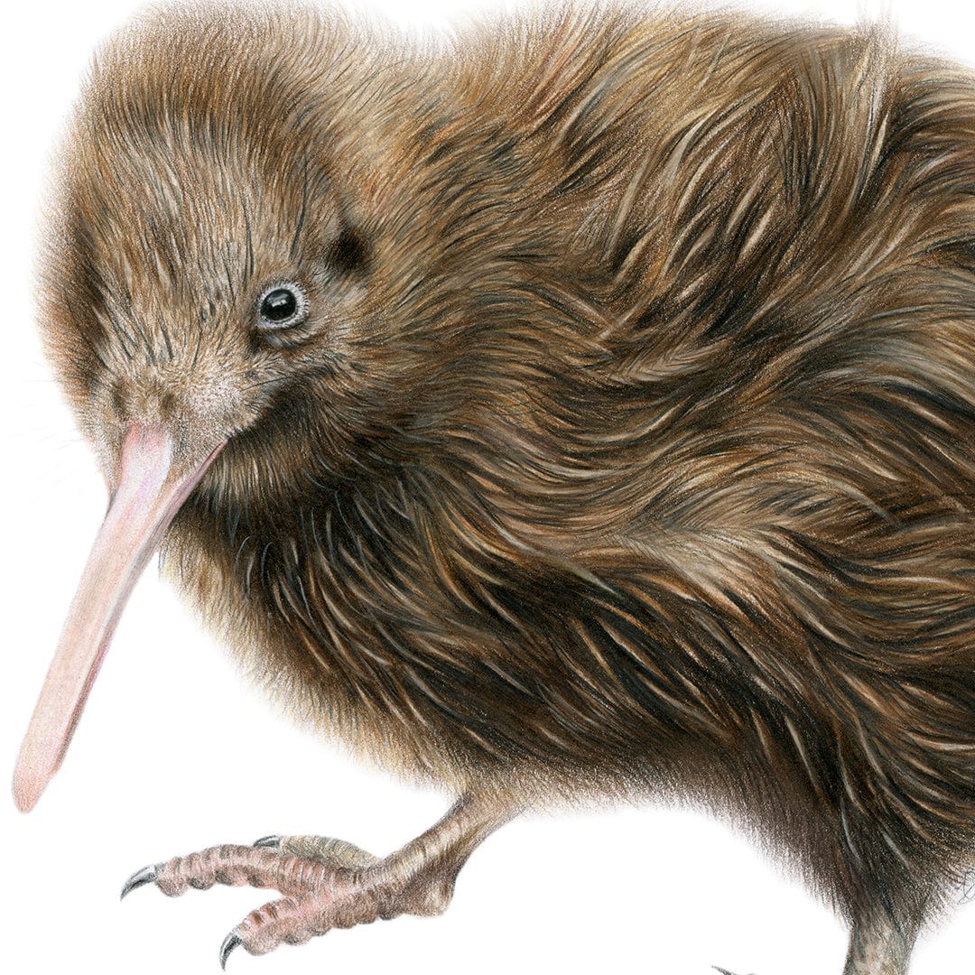 Kiwi Art Print by Olivia Bezett