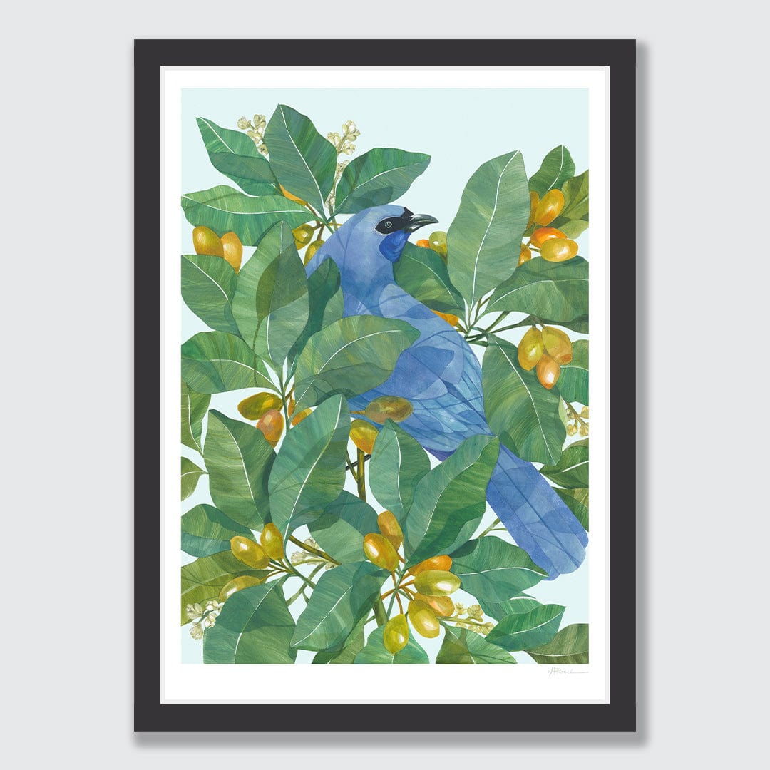 Kokako in Karaka Art Print by Holly Roach