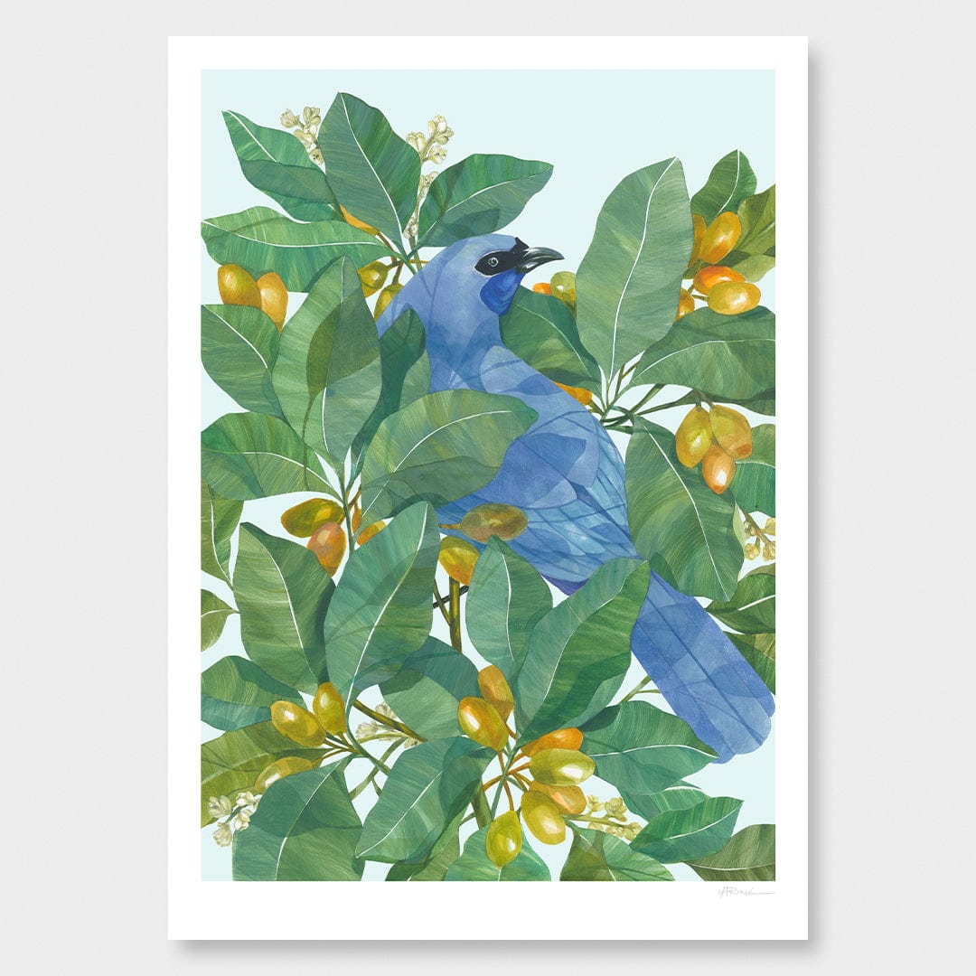 Kokako in Karaka Art Print by Holly Roach