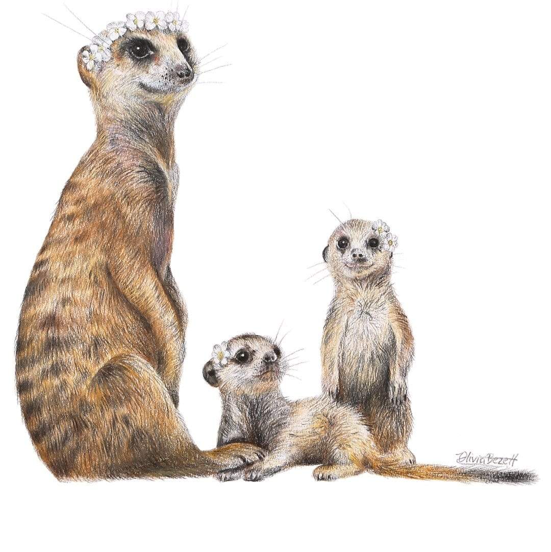 Meerkats Art Print by Olivia Bezett