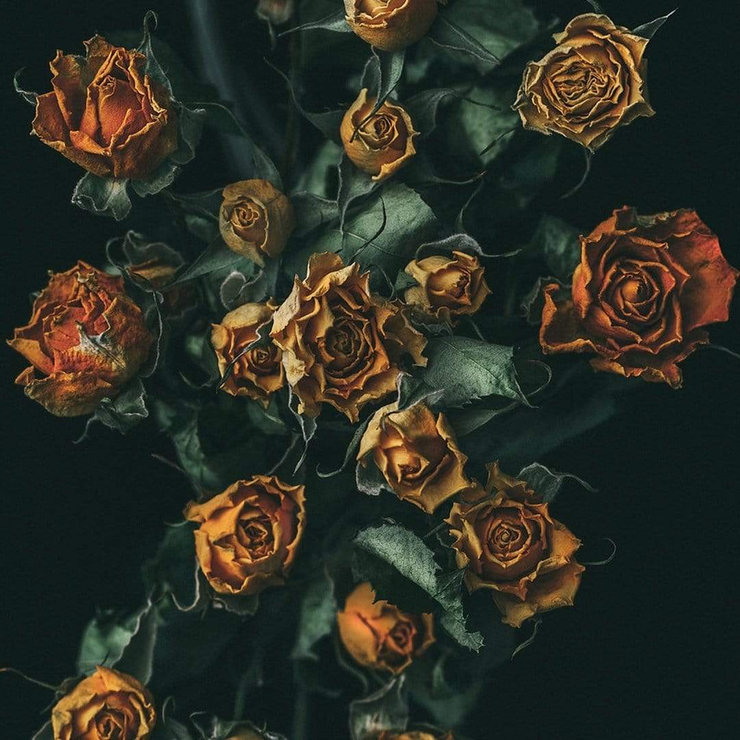No. 11 Photographic Print by Maegan McDowell