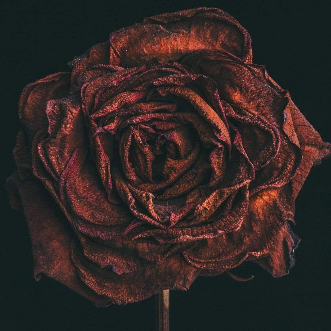 No. 1 Photographic Print by Maegan McDowell