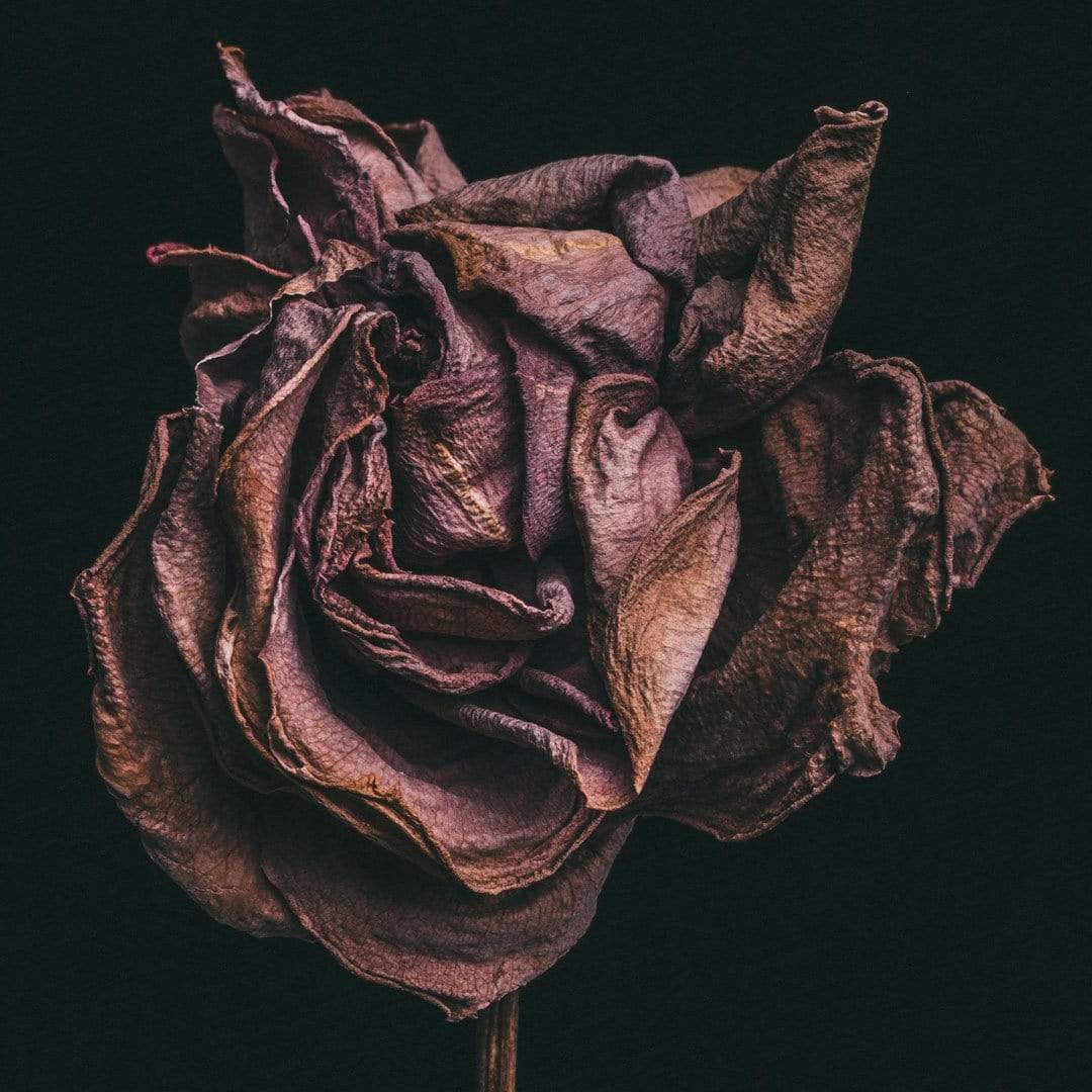 No. 2 Photographic Print by Maegan McDowell
