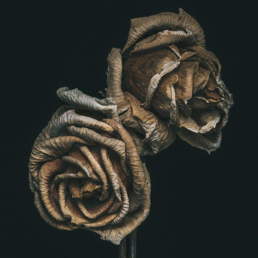 No. 3 Photographic Print by Maegan McDowell