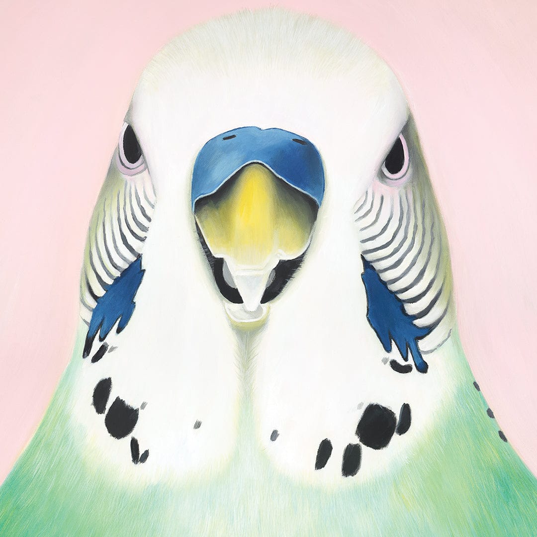 Percy Budgie Art Print by Margaret Petchell