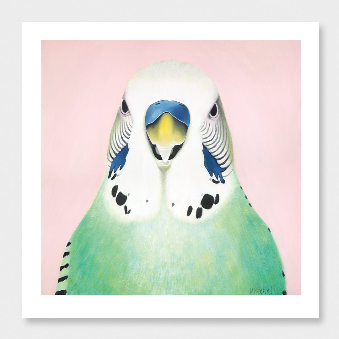 Percy Budgie Art Print by Margaret Petchell