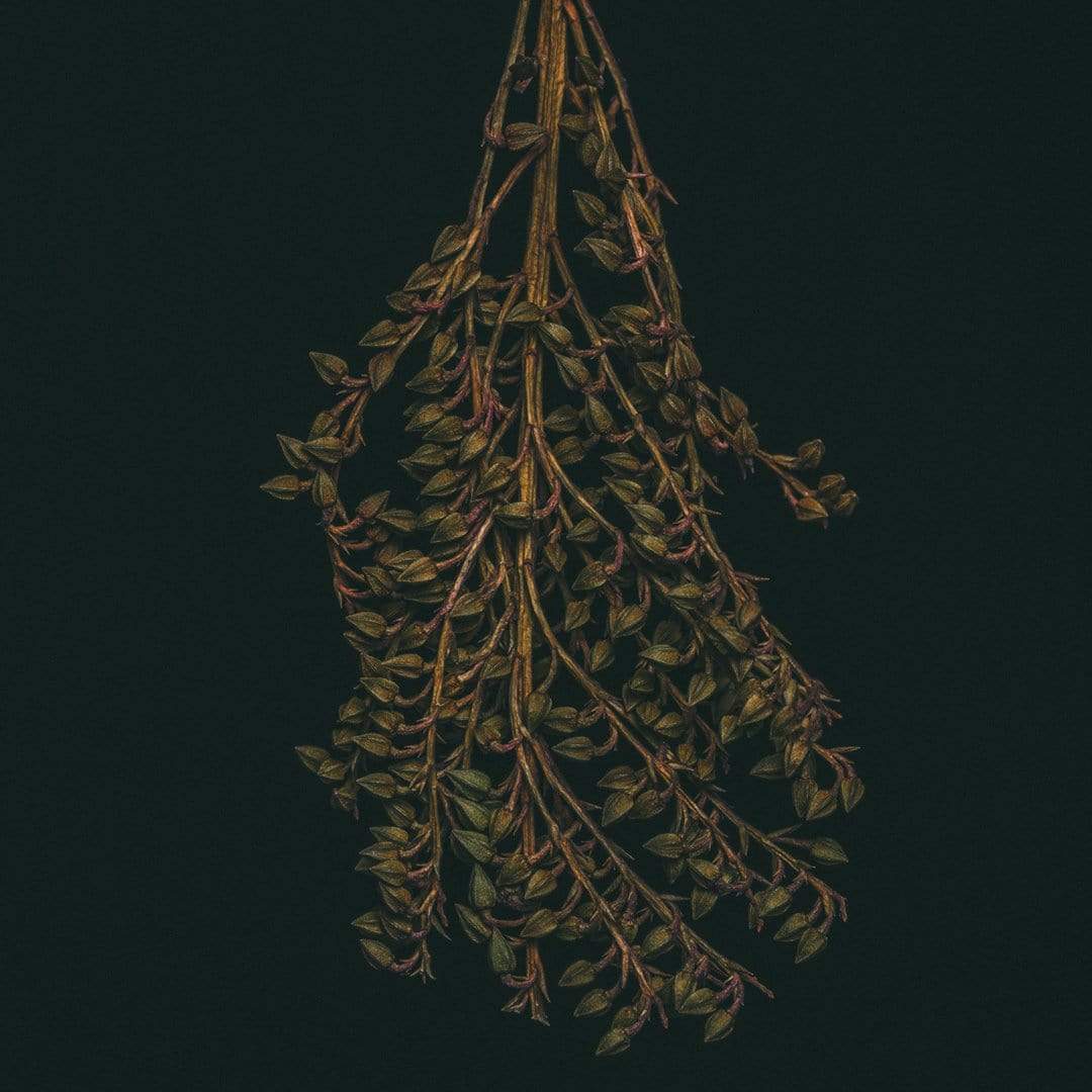 Pieris Photographic Print by Maegan McDowell
