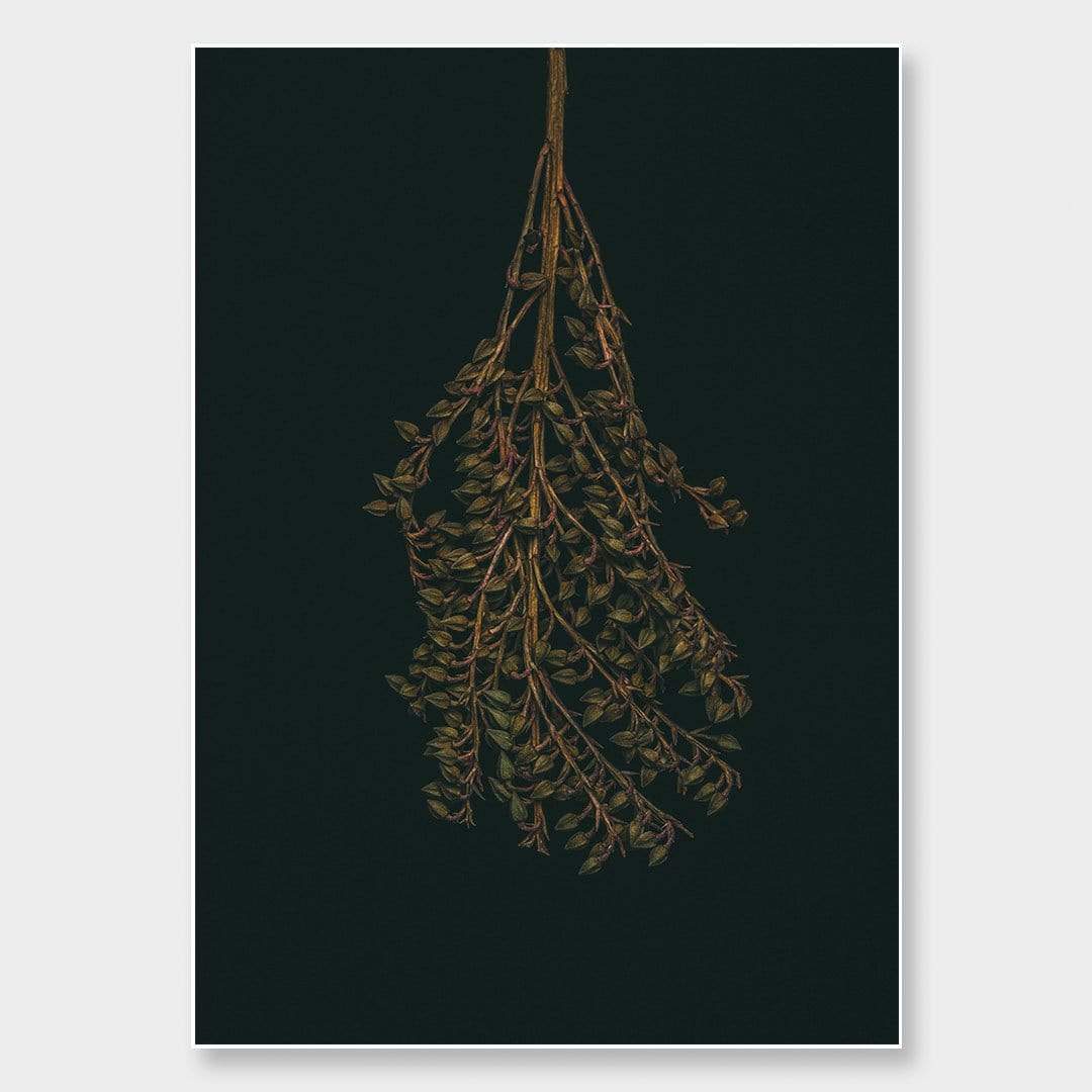 Pieris Photographic Print by Maegan McDowell