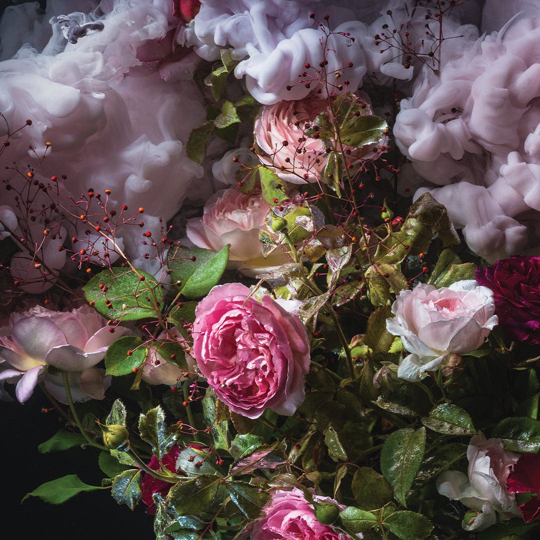 Rose Plume Photographic Print by Georgie Malyon