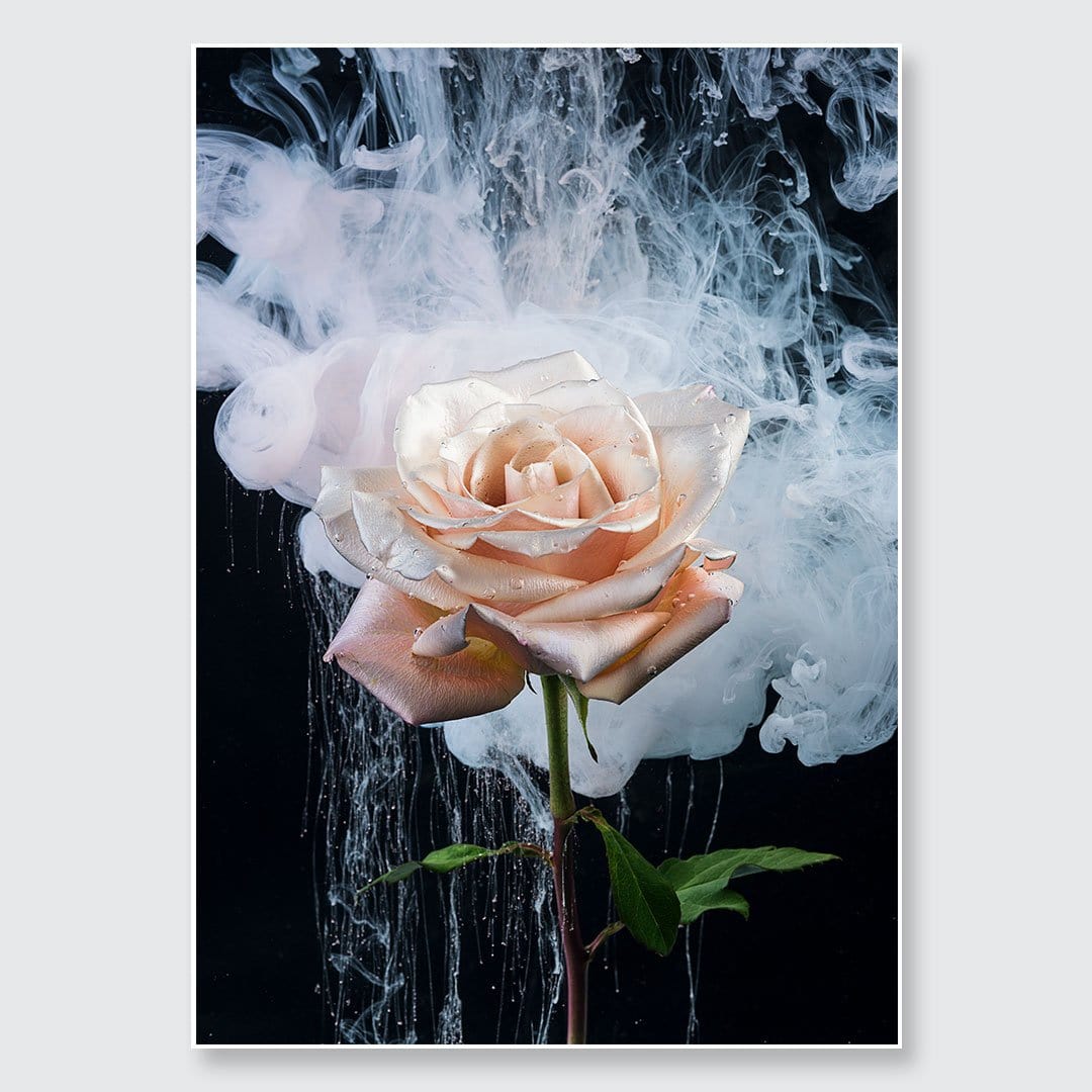 Single Rose Photographic Print by Georgie Malyon