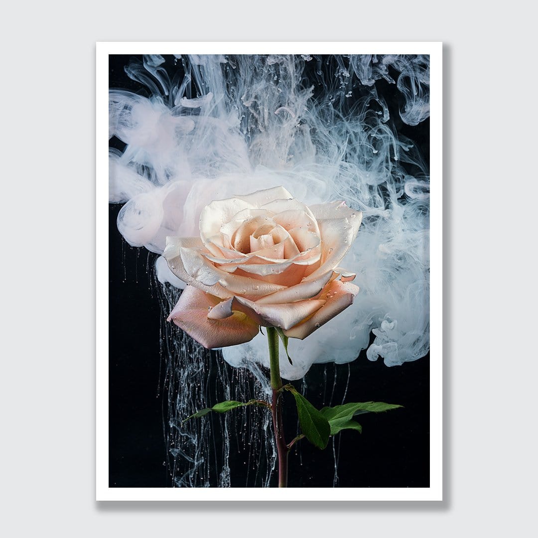 Single Rose Photographic Print by Georgie Malyon