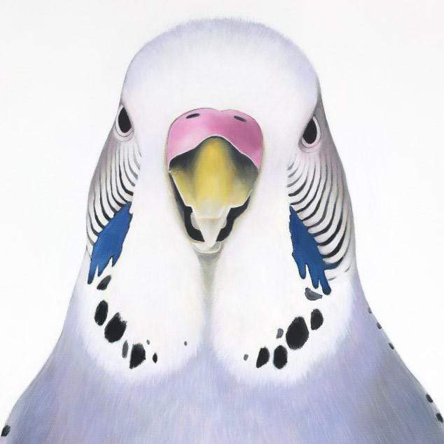 Sylvia Budgie Art Print by Margaret Petchell