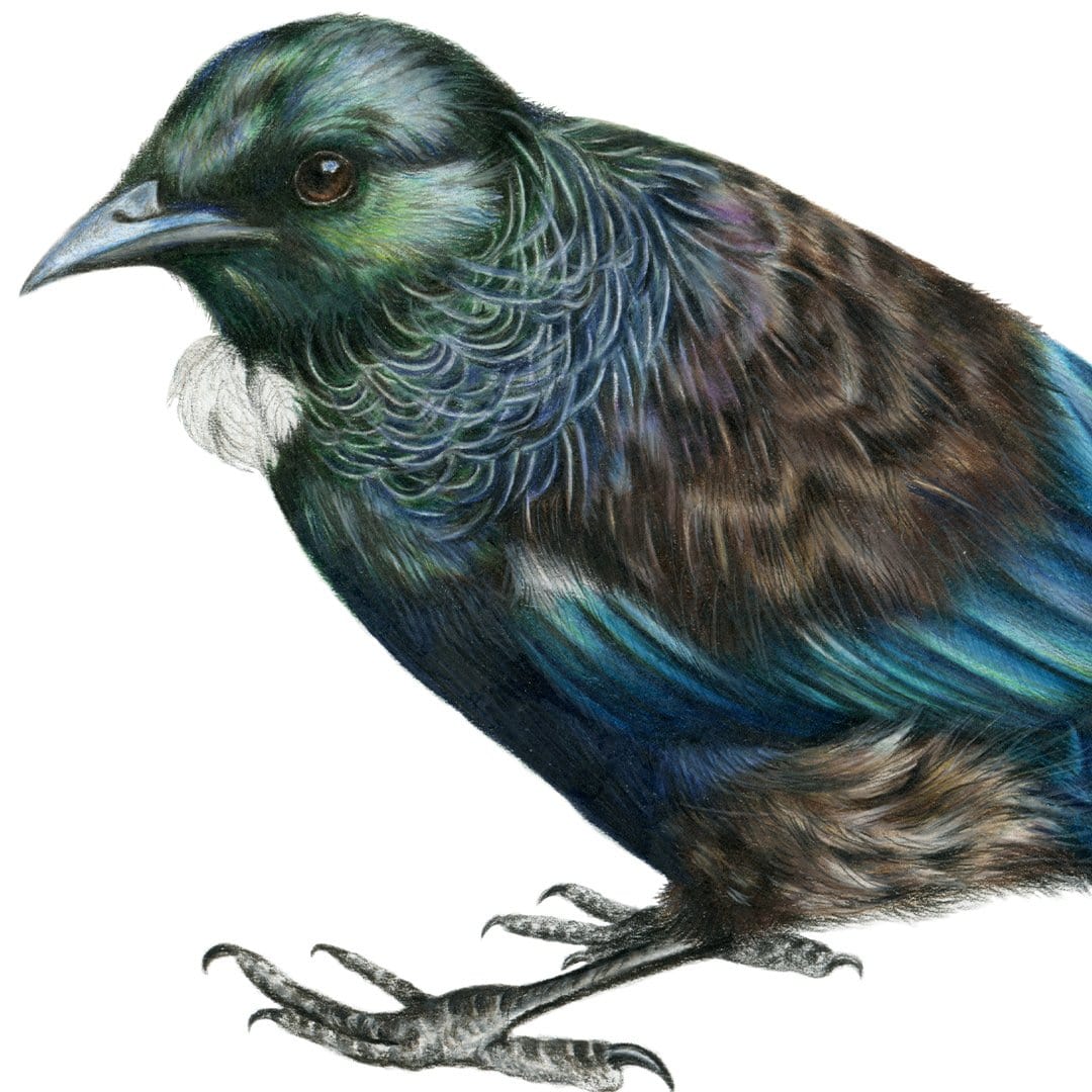 Tui Art Print by Olivia Bezett