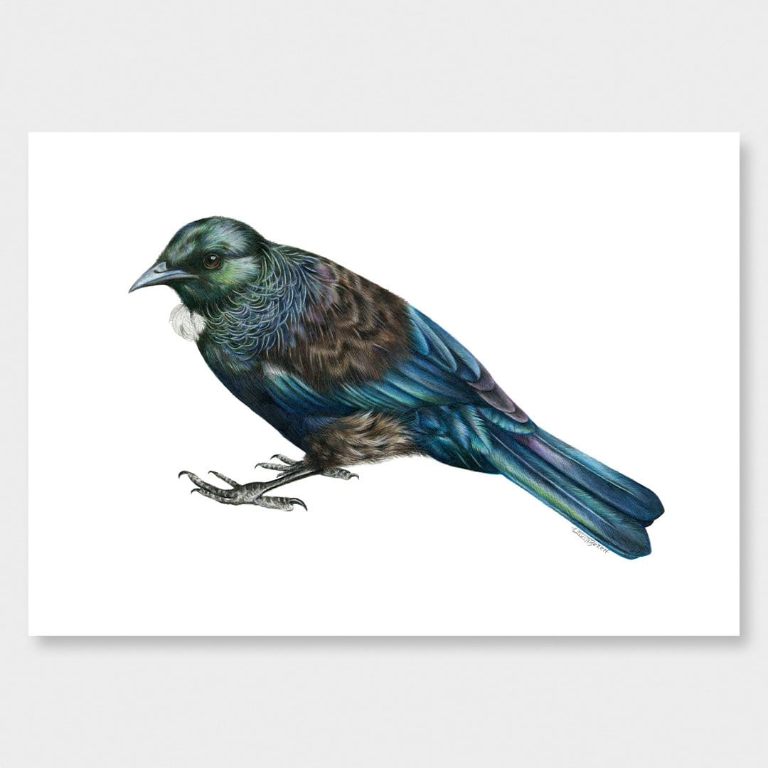 Tui Art Print by Olivia Bezett