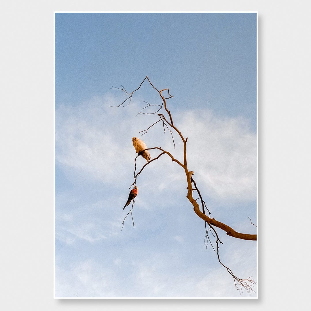 Untethered Photographic Print by Koa Thomas