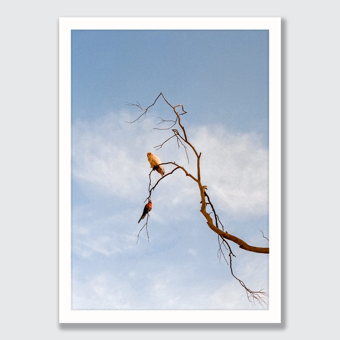 Untethered Photographic Print by Koa Thomas